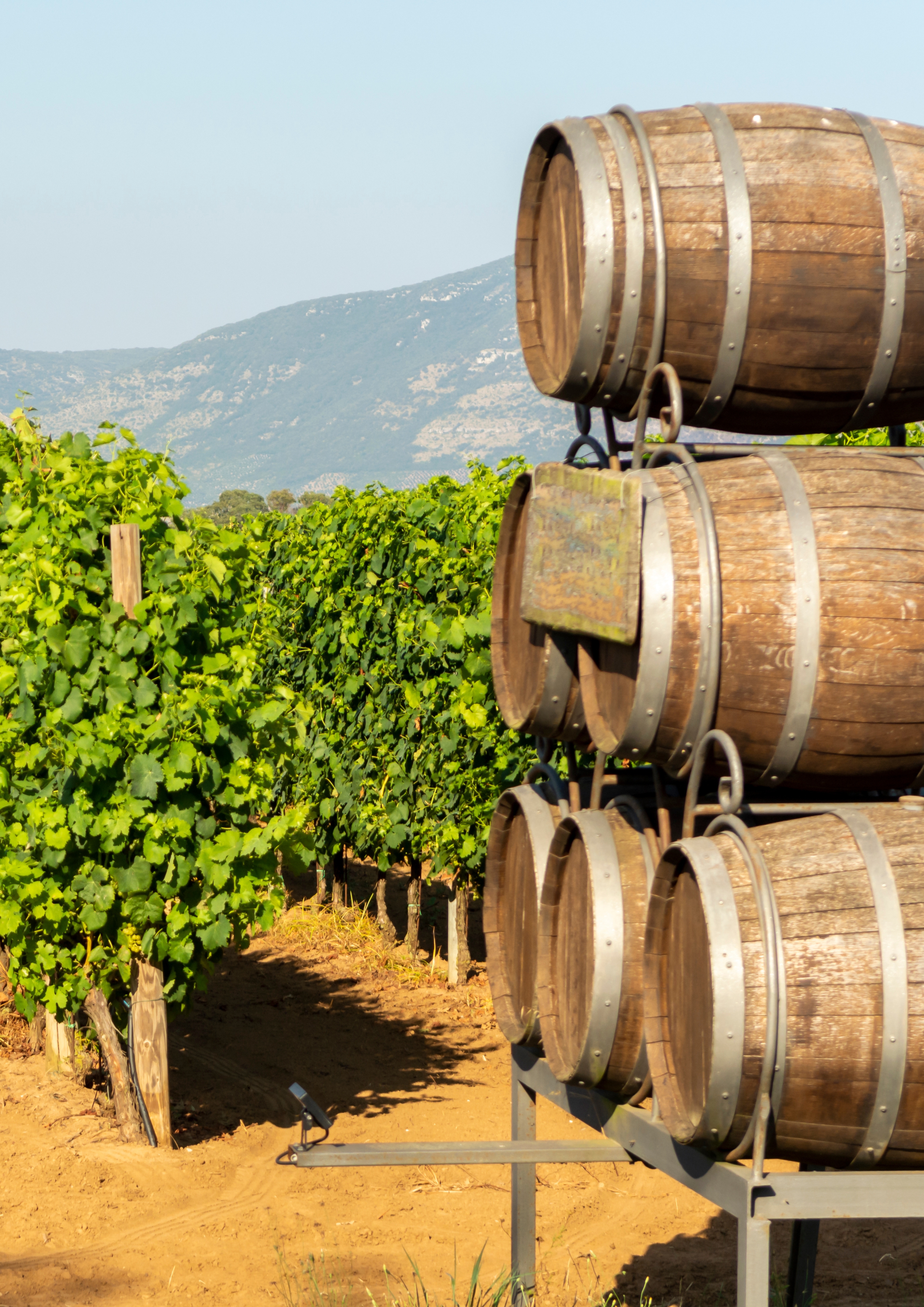 Vineyards of Cesanese di Affile in the Simbruini Mountains, Upper Aniene Valley, Lazio
