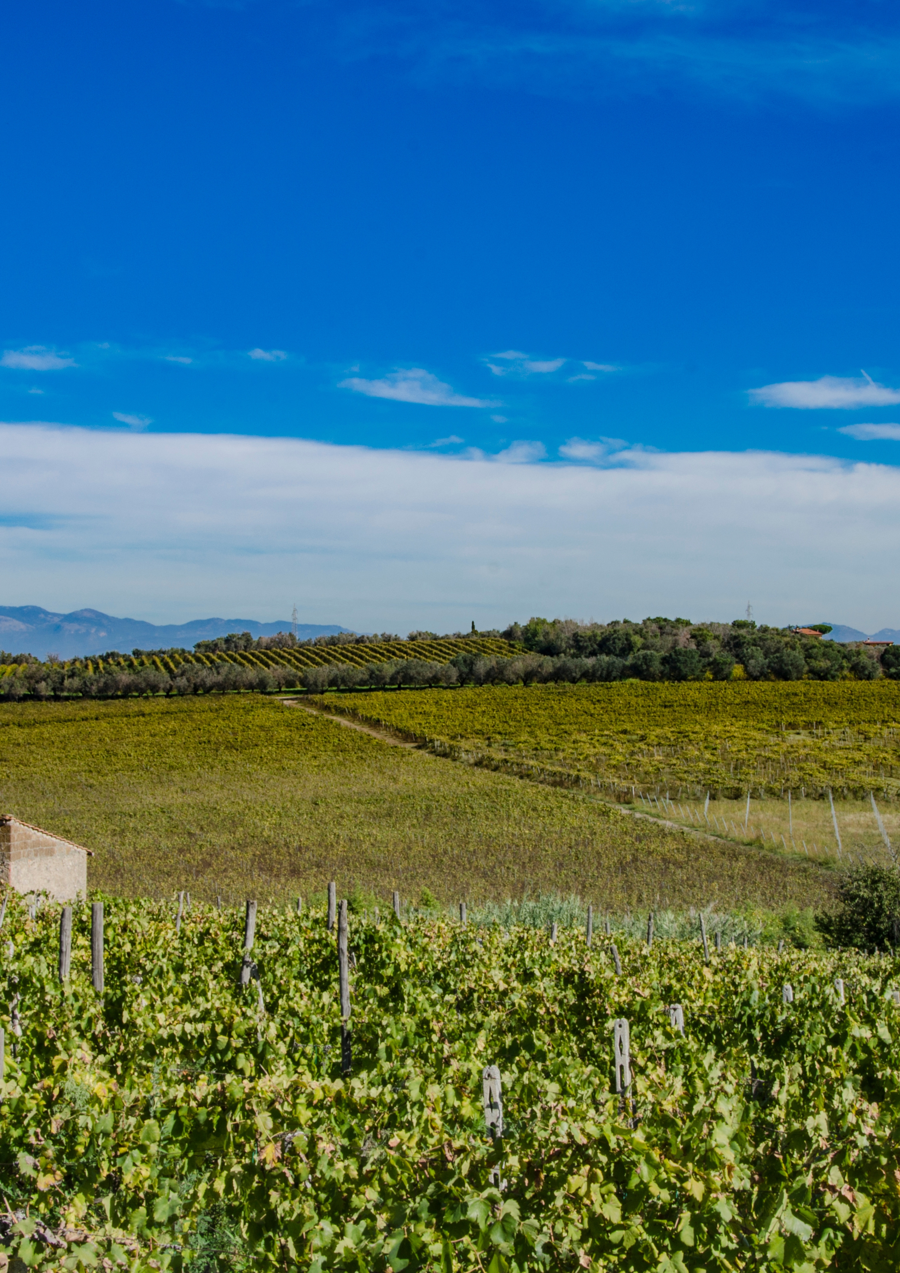 Vineyards on the volcanic slopes of Frascati, Castelli Romani, Lazio